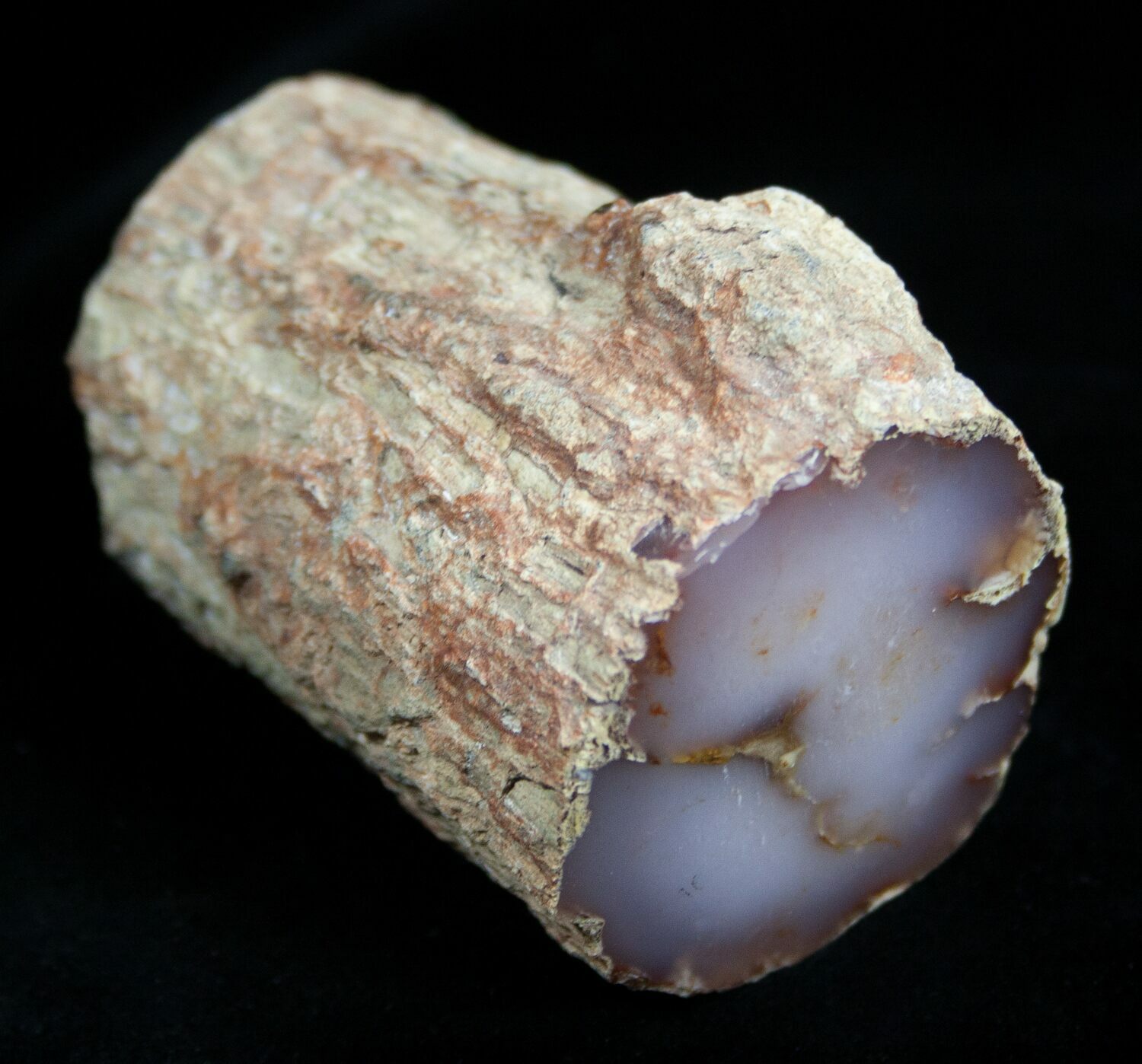 petrified-wood-chalcedony-from-nevada-for-sale-1830-fossilera