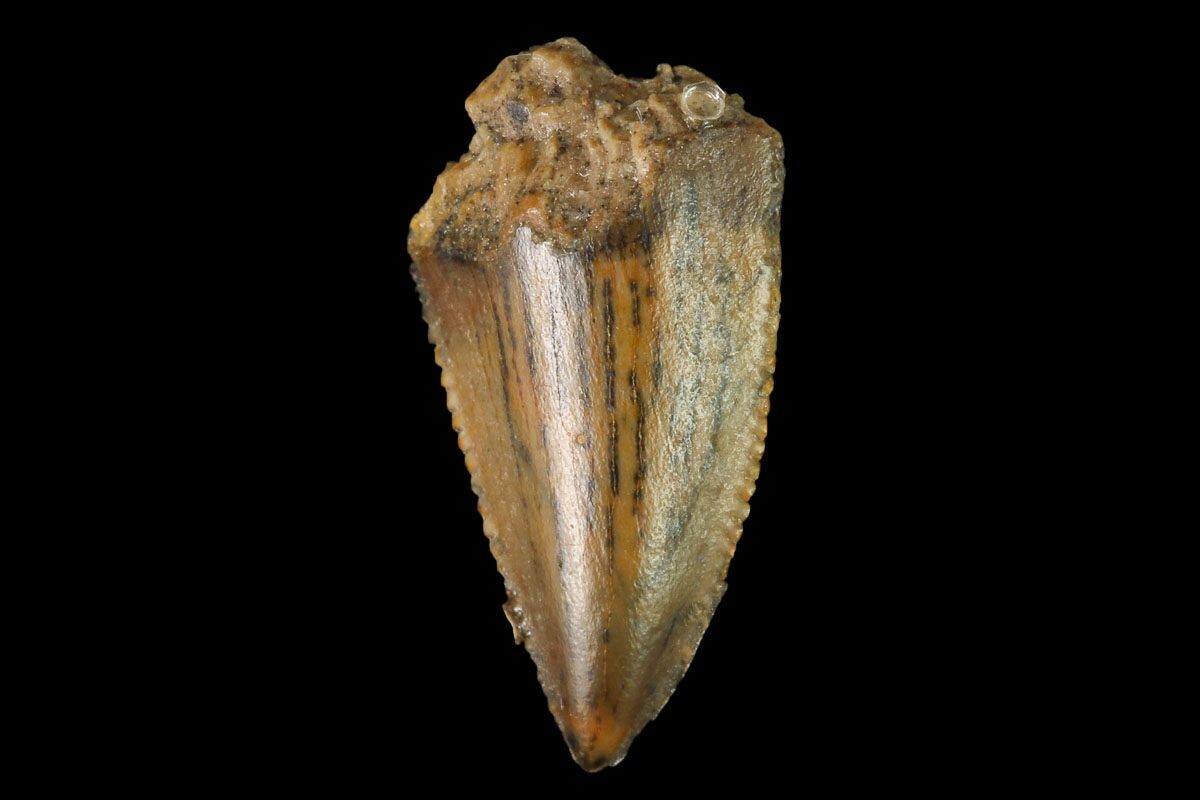 real raptor tooth for sale