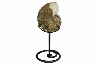 5.6" Cretaceous Ammonite (Mammites) Fossil with Metal Stand - Morocco - Fossil #164216
