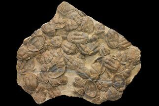 x Mortality Plate Of Large Asaphid Trilobites - Taouz, Morocco #164745