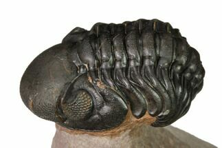 Reedops Trilobite With Nice Eyes - Lghaft , Morocco #164524