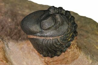 Enrolled Reedops Trilobite With Nice Eyes - Lghaft , Morocco #164632