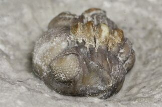 Bargain, .42" Wide, Enrolled Acernaspis Trilobite - Quebec - Fossil #164441