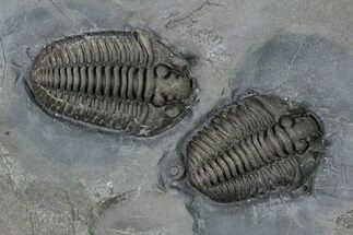 Two Flexicalymene Trilobites - LaPrairie, Quebec #164374