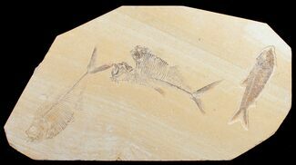 Diplomystus & Knightia Fossil Fish Plate #10895