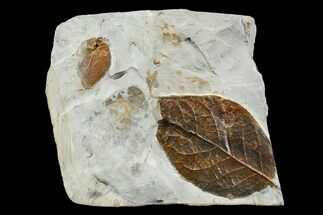 Two Paleocene Fossil Leaves (Zizyphoides & Nyssa) - Montana #165026