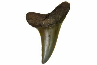 Fossil Shark Tooth - Sint Niklaas, Belgium #1423