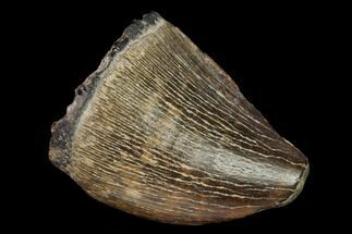 Fossil Mosasaur Tooth - North Sulfur River, Texas #164642