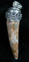 Real Spinosaurus Tooth Pendant - Dinosaur Tooth #10947