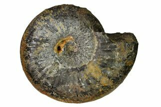 2.35" Iron Replaced Ammonite Fossil - Boulemane, Morocco - Fossil #164462