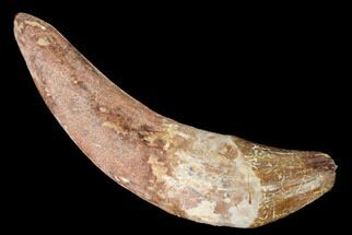 Fossil Primitive Whale (Basilosaur) Tooth - Restored Root #164758