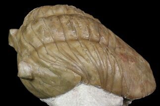 2.3" Asaphus Plautini Trilobite - Russia - Fossil #165444