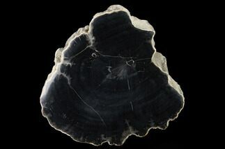 5.6" Polished Petrified Wood Section - Arizona - Fossil #165967