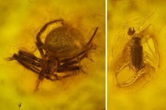 Fossil Beetle (Coleoptera) & Spider (Araneae) In Baltic Amber #166236