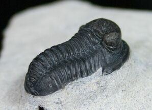 Bumpy Headed Gerastos Trilobite - #11000