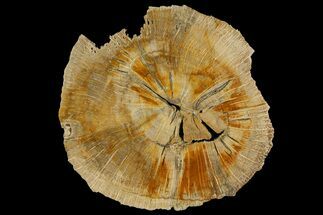 Polished, Petrified Live Oak Jasper (Quercus) Round - Texas #166416