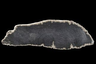 Rare Petrified Snakewood (Mennegoxylon) w/ Two Piths - Texas #166446