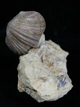 Platystrophia Brachiopod From Kentucky #1840