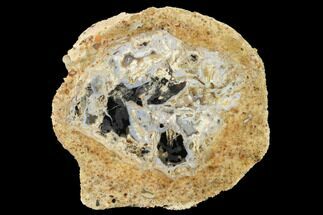 4.4" Polished Petrified Wood (Conifer) Slab - Colorado - Fossil #166489