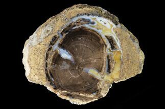 Petrified Wood (Schinoxylon) Section - Blue Forest, Wyoming #166500