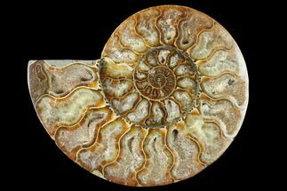 Madagascar Ammonite Fossils For Sale - FossilEra.com