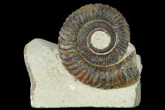 Early Devonian Ammonoid (Anetoceras) - Tazarine, Morocco #154696