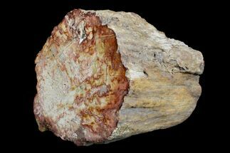 4.8" Wide Petrified Wood (Araucaria) Limb - Madagascar  - Fossil #167220