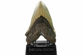 Huge, Serrated, Fossil Megalodon Tooth - North Carolina #164840