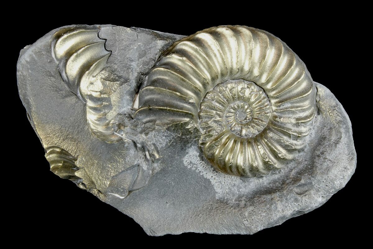 .95" Pyritized (Pleuroceras) Ammonite Fossil - Germany For Sale ...