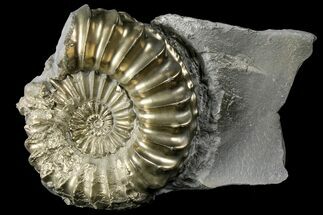 Pyritized (Pleuroceras) Ammonite Fossil With Pos/Neg - Germany #167842