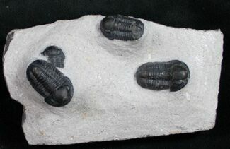 Triple Smooth Headed Gerastos Trilobite Plate #11047