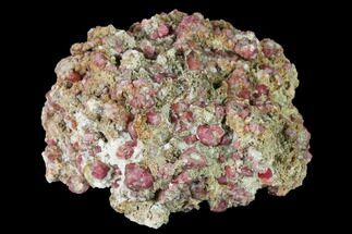 2.9" Raspberry Garnets (Rosolite) in Matrix - Mexico - Crystal #168344