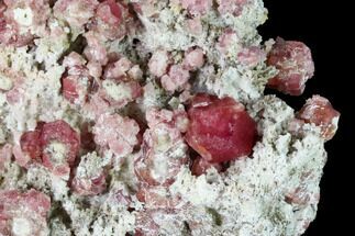 2.9" Raspberry Garnets (Rosolite) in Matrix - Mexico - Crystal #168347