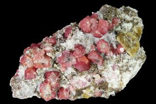 3.2" Raspberry, Grossular Garnets in Matrix - Coahuila, Mexico - Crystal #168348