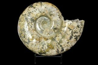 Polished Ammonite Fossil From Madagascar - Giant Specimen! #168528