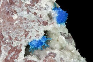 Vibrant Blue Cavansite Clusters on Stilbite - India #168243