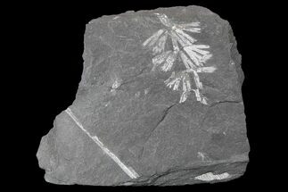 Fossil Horsetail (Sphenophyllum) - Pennsylvania #168361