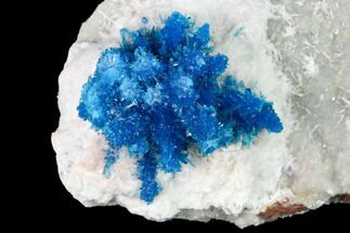 Vibrant Blue Cavansite Clusters on Stilbite & Mordenite - India #168247
