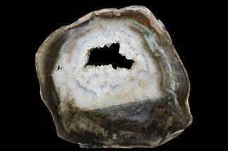 Zimbabwe Petrified Wood (Woodworthia) Round - Crystal Pocket #167941
