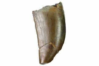 Serrated, Allosaurus Tooth - Feeding Worn Tip #169035