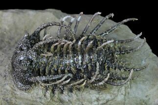 1.7" Super Spiny Koneprusia Trilobite - Spectacular Preparation! - Fossil #169639