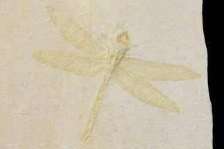 Fossil Dragonfly (Pos/Neg) - Solnhofen Limestone #169836