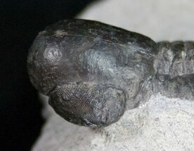 Very Unusual Pelagic Trilobite Cyclopyge - HUGE EYES #11062
