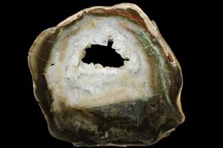 Triassic Petrified Wood (Woodworthia) Round - Zimbabwe #167955