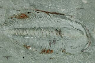Cambrian Trilobite (Longianda) With Pos/Neg - Issafen, Morocco #170922