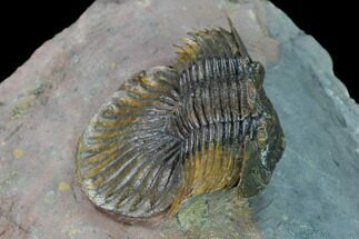 2.2" Platyscutellum Trilobite - Tafraoute, Morocco - Fossil #170714