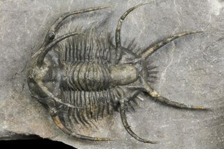 1.75" Ceratarges Trilobite With Spines-On-Spines - Zireg, Morocco - Fossil #171023