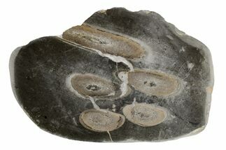 Fossil Plesiosaurus Bones in Cross-Section - England #171167