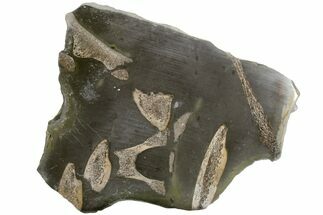 Fossil Ichthyosaurus Bones in Cross-Section - England #171176