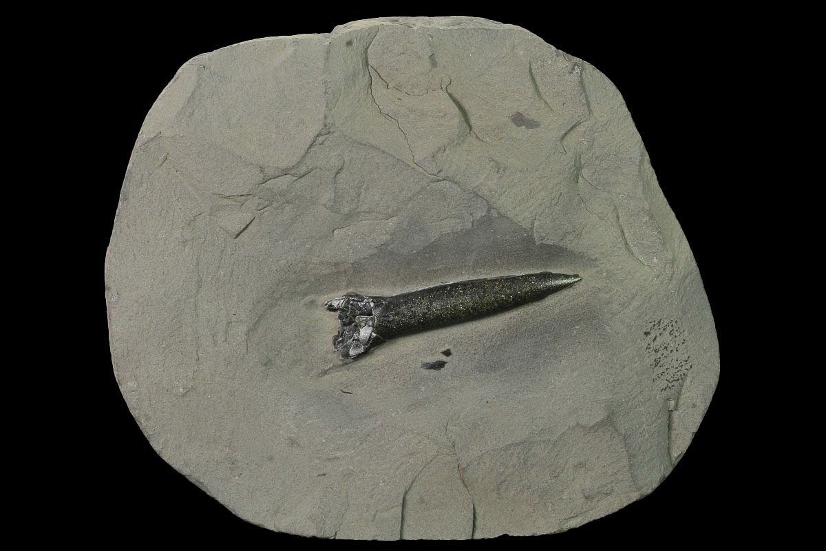 2.2" Pyritized Fossil Belemnite (Youngibelus) Germany For Sale